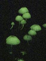 Glowing mushrooms in southwestern Japan