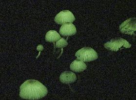 Glowing mushrooms in southwestern Japan