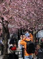 SWEDEN-STOCKHOLM-CHERRY BLOSSOM