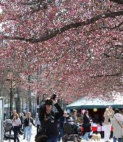 SWEDEN-STOCKHOLM-CHERRY BLOSSOM