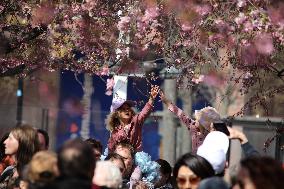 SWEDEN-STOCKHOLM-CHERRY BLOSSOM