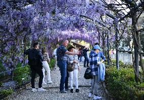 ITALY-FLORENCE-WISTERIA-BLOOM