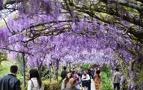 ITALY-FLORENCE-WISTERIA-BLOOM