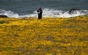 U.S.-SAN FRANCISCO-SCENERY-WILD FLOWERS