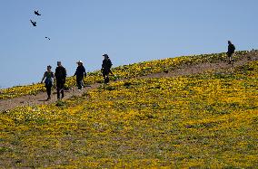 U.S.-SAN FRANCISCO-SCENERY-WILD FLOWERS