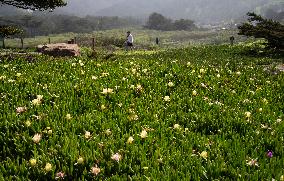 U.S.-SAN FRANCISCO-SCENERY-WILD FLOWERS