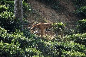 INDIA-ASSAM-NAGAON-ROYAL BENGAL TIGER