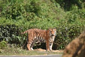 INDIA-ASSAM-NAGAON-ROYAL BENGAL TIGER