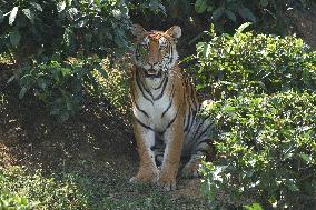 INDIA-ASSAM-NAGAON-ROYAL BENGAL TIGER