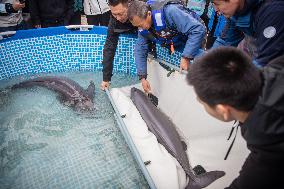 CHINA-HUBEI-FINLESS PORPOISES-RELEASE (CN)