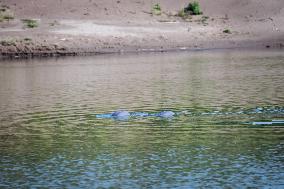 CHINA-HUBEI-FINLESS PORPOISES-RELEASE (CN)