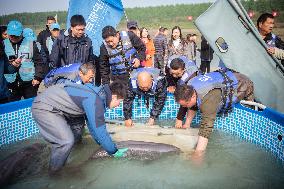 CHINA-HUBEI-FINLESS PORPOISES-RELEASE (CN)