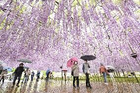 Wisteria flowers in eastern Japan