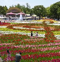 Tulip fair in Japan