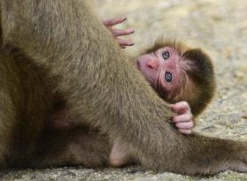 Baby monkey named after WBC gesture