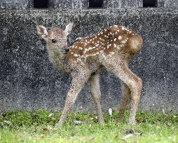 Newborn deer at Nara Park