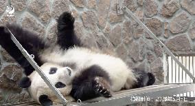 Panda returned from Japan zoo