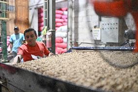HONDURAS-MARCALA-COFFEE