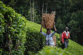 KENYA-NAIROBI-TEA PRODUCTION