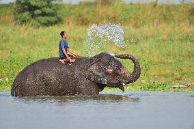 INDIA-ASSAM-MORIGAON-ELEPHANT BATH