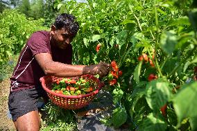 INDIA-ASSAM-NAGAON-GHOST PEPPER-HARVEST