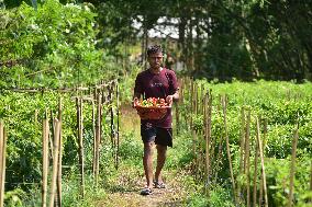 INDIA-ASSAM-NAGAON-GHOST PEPPER-HARVEST