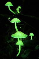 Glowing mushrooms in western Japan