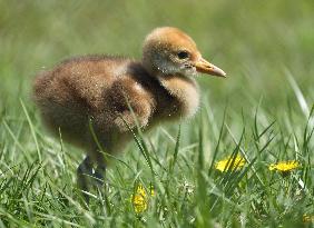 Baby red-crested white crane