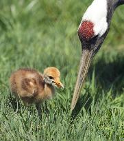 Red-crested white crane chick