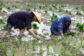 CHINA-SICHUAN-FARMING (CN)