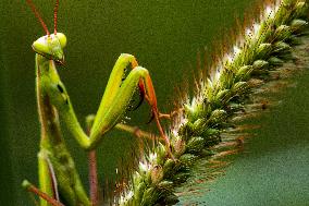 Insects - France