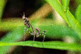 Insects - France