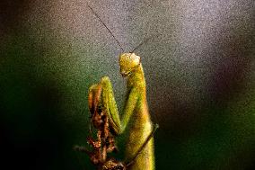 Insects - France