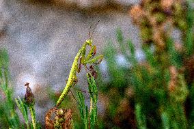 Insects - France