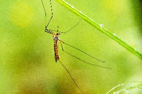 Insects - France