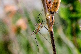 Insects - France