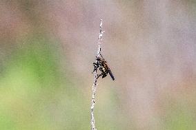 Insects - France