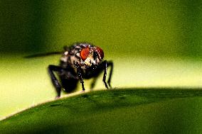 Insects - France