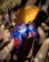 A couple of mandarin fishes mating - Bali Indonesia