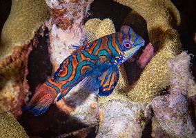 A couple of mandarin fishes mating - Bali Indonesia