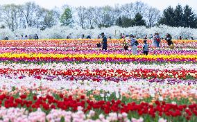 CANADA-ONTARIO-FENWICK-TULIP PICK FARM