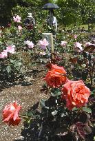 Roses in western Japan flower park