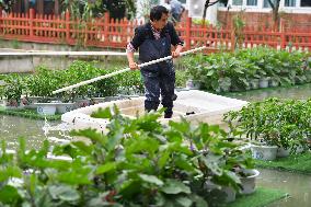 CHINA-HUNAN-CHANGSHA-WATER-PLANTING (CN)