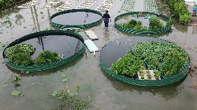 CHINA-HUNAN-CHANGSHA-WATER-PLANTING (CN)