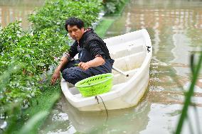 CHINA-HUNAN-CHANGSHA-WATER-PLANTING (CN)