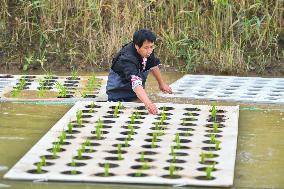 CHINA-HUNAN-CHANGSHA-WATER-PLANTING (CN)