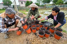 CHINA-HUNAN-CHANGSHA-WATER-PLANTING (CN)