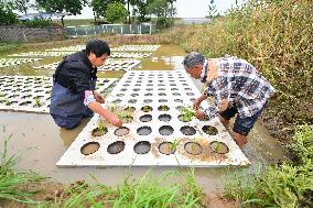 CHINA-HUNAN-CHANGSHA-WATER-PLANTING (CN)