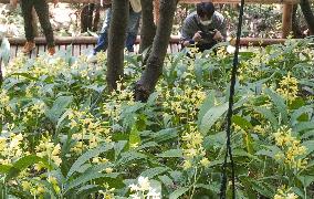 Endangered orchids in Kochi