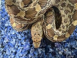 Specially Bred Gopher Snake